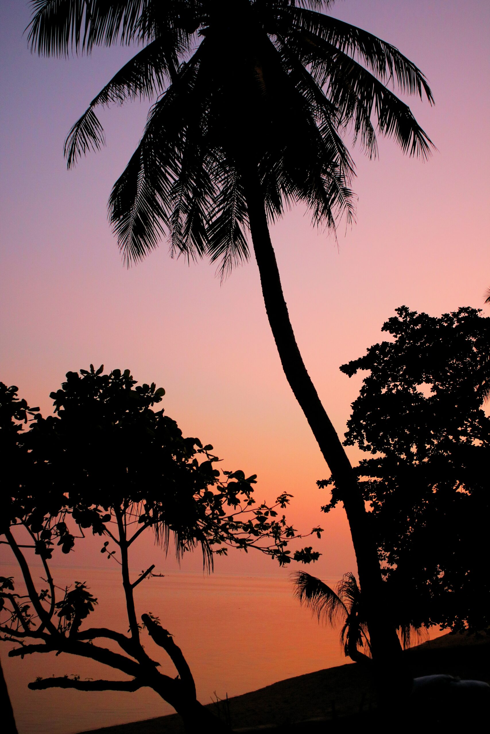 a group of palm trees